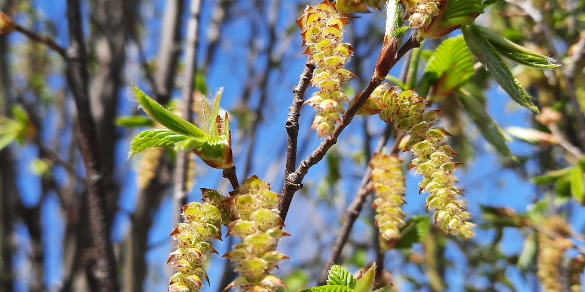 Birkenpollen - häufiger Allergieauslöser