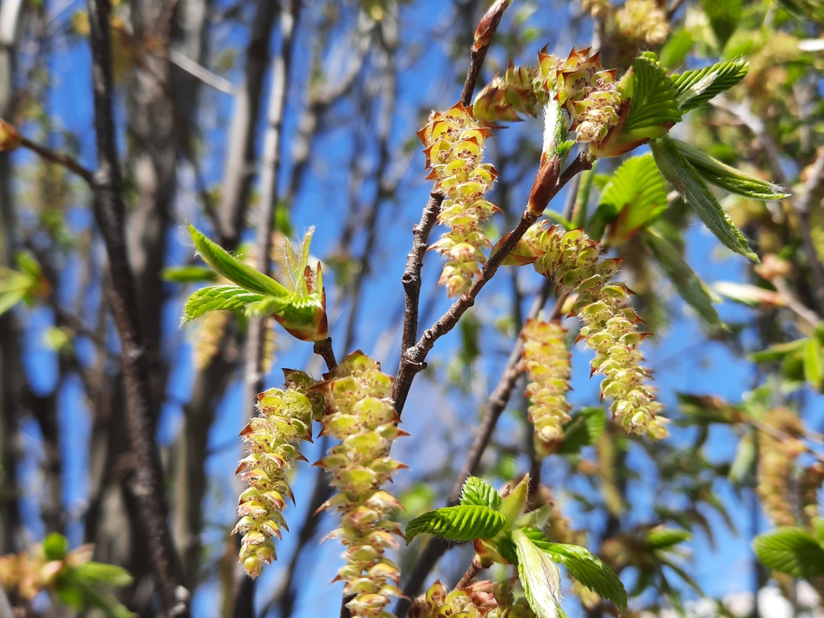 Birkenpollen - häufiger Allergieauslöser