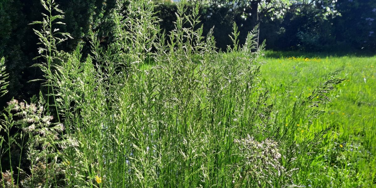 Gräserpollen unterwegs