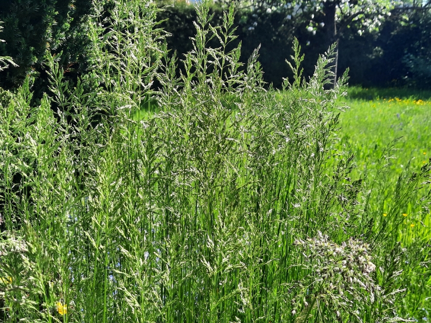 Gräserpollen unterwegs