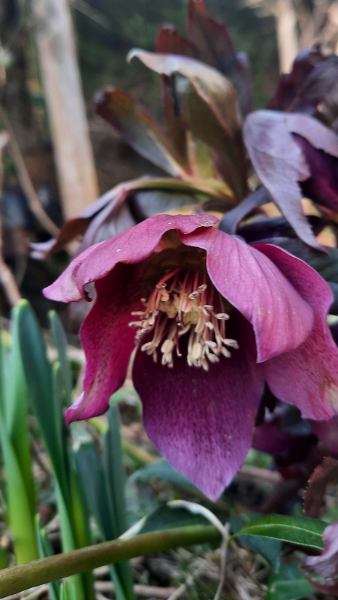 Frühlingsblume