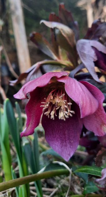 Frühlingsblume