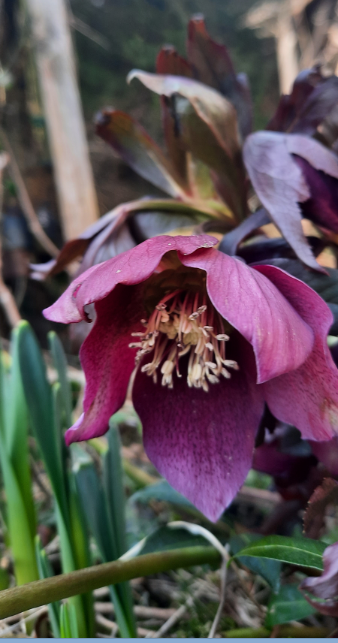 Frühlingsblume