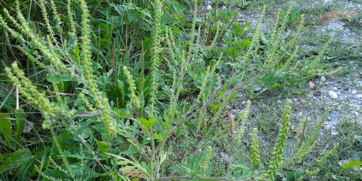 Ragweed hochallergisch